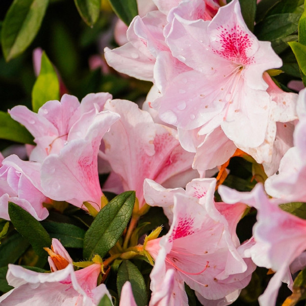 金山漫遊_萬金杜鵑 ✦ 花季一日遊